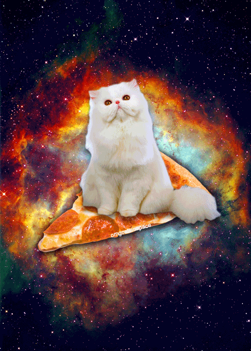 cat pizza space