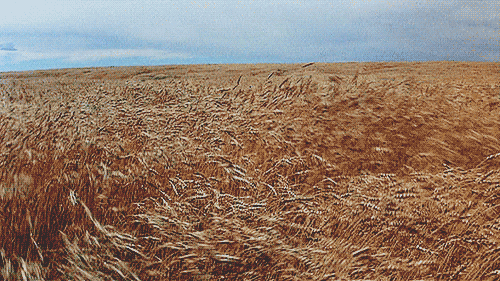 days of wheat