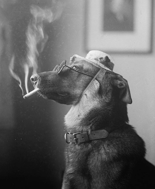 smoking dog