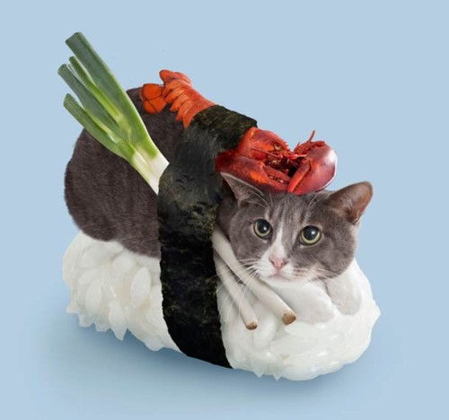 sushi cat 2