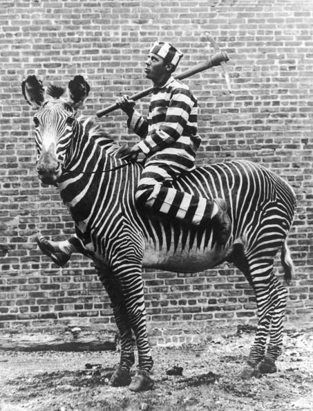 zebra man