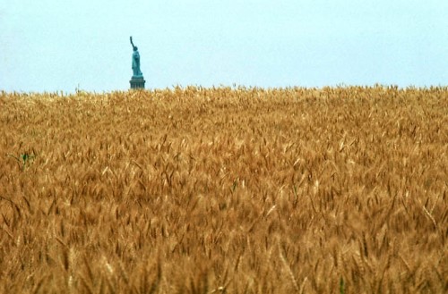 wheat libertyb